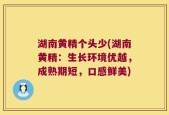 湖南黄精个头少(湖南黄精：生长环境优越，成熟期短，口感鲜美)