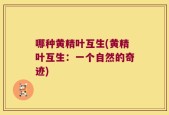 哪种黄精叶互生(黄精叶互生：一个自然的奇迹)