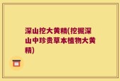 深山挖大黄精(挖掘深山中珍贵草本植物大黄精)