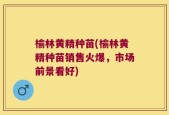 榆林黄精种苗(榆林黄精种苗销售火爆，市场前景看好)
