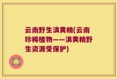 云南野生滇黄精(云南珍稀植物——滇黄精野生资源受保护)