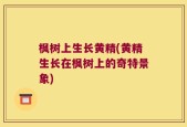 枫树上生长黄精(黄精生长在枫树上的奇特景象)