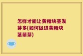 怎样才能让黄精块茎发芽多(如何促进黄精块茎萌芽)