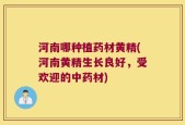 河南哪种植药材黄精(河南黄精生长良好，受欢迎的中药材)
