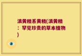 滇黄精系黄精(滇黄精：罕见珍贵的草本植物)