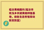 临沧黄精图片(临沧市班戈乡共建黄精种植基地，绿色生态养殖带动脱贫致富)