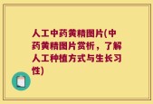 人工中药黄精图片(中药黄精图片赏析，了解人工种植方式与生长习性)
