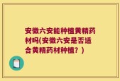 安徽六安能种植黄精药材吗(安徽六安是否适合黄精药材种植？)