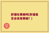 野猪吃黄精吗(野猪是否会食用黄精？)