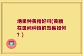 地里种黄精好吗(黄精在田间种植的效果如何？)
