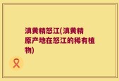滇黄精怒江(滇黄精 原产地在怒江的稀有植物)