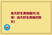 南方野生黄精图片(壮观！南方野生黄精的照片)