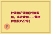 种黄精产黄精(种植黄精，丰收黄精——黄精种植技巧分享)