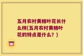 五月农村黄精叶花长什么样(五月农村黄精叶花的特点是什么？)