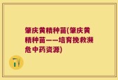肇庆黄精种苗(肇庆黄精种苗——培育挽救濒危中药资源)