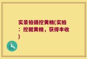 实景拍摄挖黄精(实拍：挖掘黄精，获得丰收)