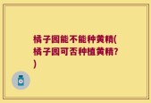 橘子园能不能种黄精(橘子园可否种植黄精？)