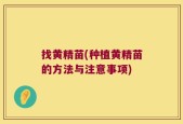 找黄精苗(种植黄精苗的方法与注意事项)