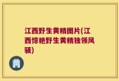 江西野生黄精图片(江西惊艳野生黄精独领风骚)