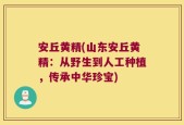 安丘黄精(山东安丘黄精：从野生到人工种植，传承中华珍宝)