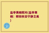 盐亭黄精照片(盐亭黄精：释放秋日宁静之美)