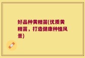 好品种黄精苗(优质黄精苗，打造健康种植风景)