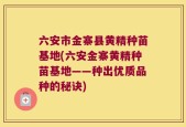 六安市金寨县黄精种苗基地(六安金寨黄精种苗基地——种出优质品种的秘诀)