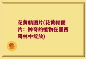 花黄精图片(花黄精图片：神奇的植物在墨西哥林中绽放)