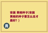 安国 黄精种子(安国黄精的种子要怎么选才最好？)