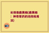 长得像鹿黄精(鹿黄精：神奇草药的功效和用法)