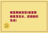 根茎黄精发芽(根茎黄精萌发生长，迎接新的生命)
