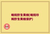略阳野生黄精(略阳珍稀野生黄精保护)