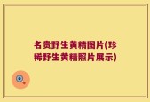 名贵野生黄精图片(珍稀野生黄精照片展示)