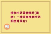 植物中药黄精图片(黄精：一种常用植物中药的图片简介)