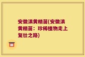 安徽滇黄精苗(安徽滇黄精苗：珍稀植物走上复壮之路)