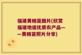 福建黄精苗图片(欣赏福建地道优质农产品——黄精苗照片分享)
