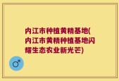 内江市种植黄精基地(内江市黄精种植基地闪耀生态农业新光芒)