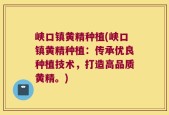 峡口镇黄精种植(峡口镇黄精种植：传承优良种植技术，打造高品质黄精。)