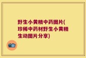 野生小黄精中药图片(珍稀中药材野生小黄精生动图片分享)