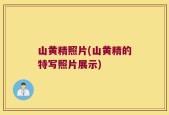 山黄精照片(山黄精的特写照片展示)
