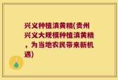 兴义种植滇黄精(贵州兴义大规模种植滇黄精，为当地农民带来新机遇)