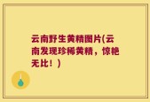 云南野生黄精图片(云南发现珍稀黄精，惊艳无比！)