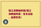 镇江滇黄精种苗(镇江滇黄精种苗：生长迅猛、品质优良)