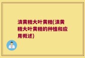 滇黄精大叶黄精(滇黄精大叶黄精的种植和应用概述)
