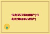 云南草药黄精图片(云南的黄精草药照片)