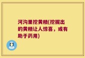 河沟里挖黄精(挖掘出的黄精让人惊喜，或有助于药用)