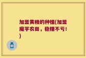 加盟黄精的种植(加盟魔芋农田，稳赚不亏！)