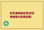野生黄精苗批发(野生黄精苗大批量出售)