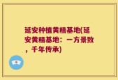 延安种植黄精基地(延安黄精基地：一方景致，千年传承)