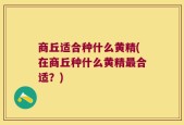商丘适合种什么黄精(在商丘种什么黄精最合适？)